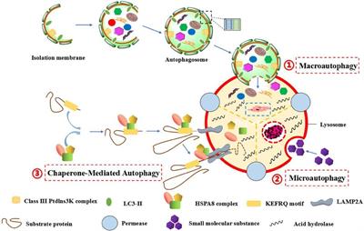 The role of autophagy in cardiovascular disease: Cross-interference of signaling pathways and underlying therapeutic targets